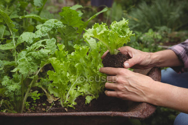 Hände einer Frau untersuchen Pflanze im Garten — Stockfoto
