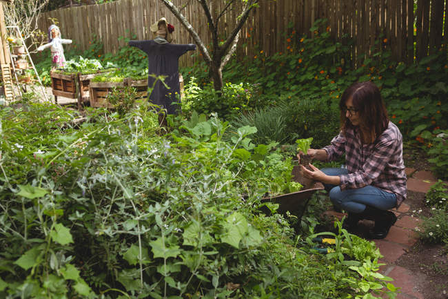 Жінка вивчає горщик рослина в саду — стокове фото