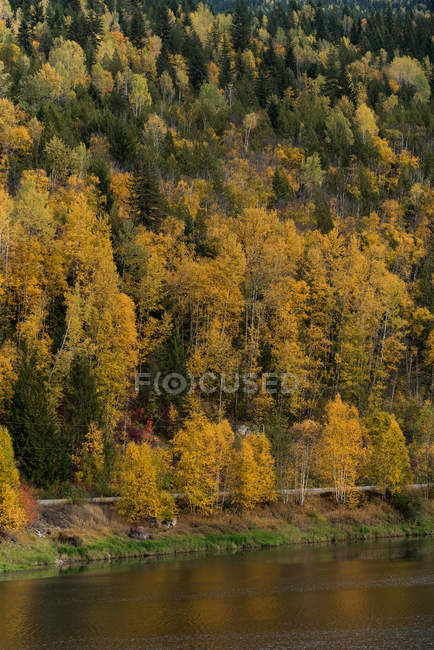 Vista panorámica del hermoso bosque de otoño en la costa del río - foto de stock