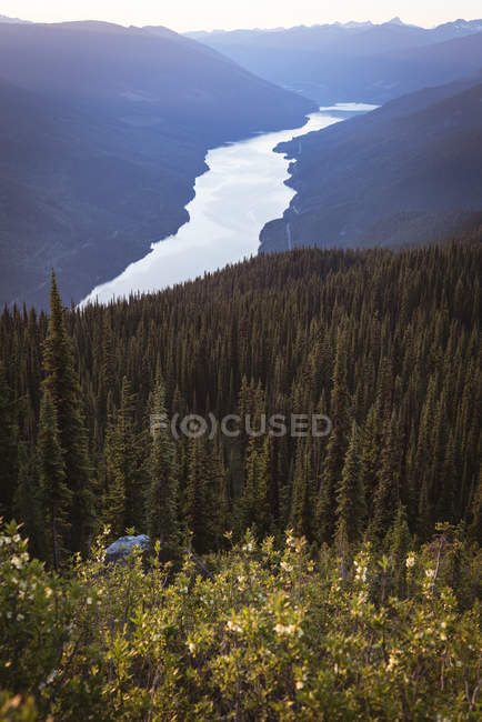 Coniferous tree covered over lush green mountain with river passing by — Stock Photo
