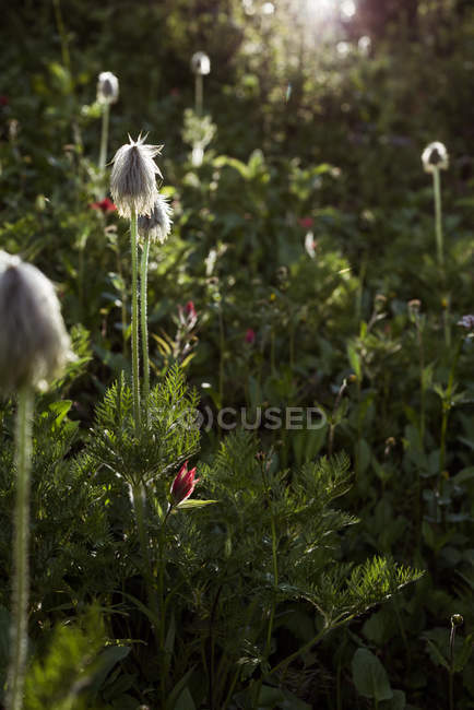 Vista panoramica di fiori selvatici nella foresta in una giornata di sole — Foto stock