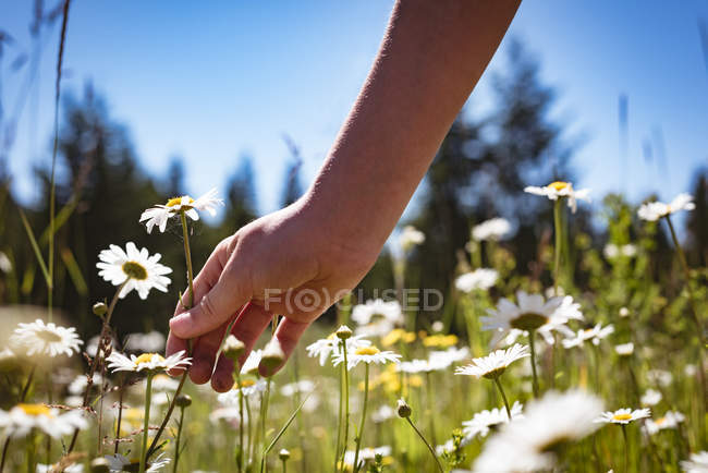 Close-up of hand of girl touching flowers in field. — Stock Photo