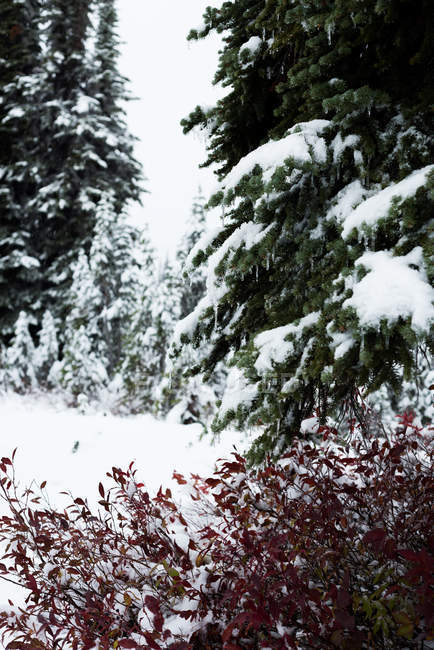 Árvores e flora cobertas de neve durante o inverno — Fotografia de Stock