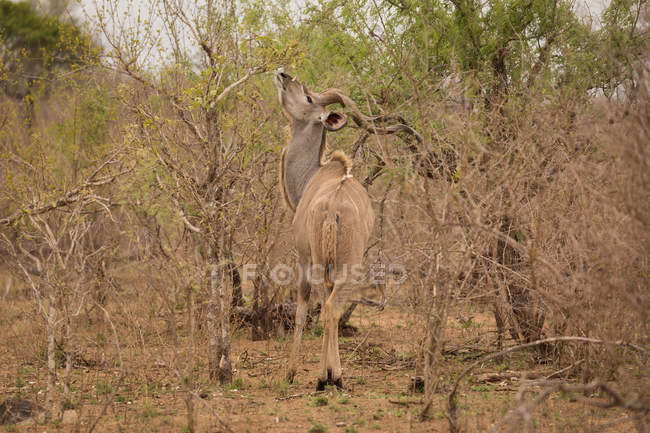 Antelope no parque de safári em um dia ensolarado — Fotografia de Stock