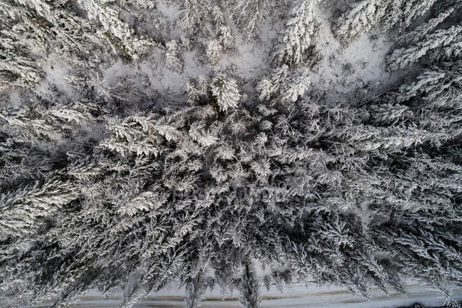 Overhead view of snow covered coniferous forest — Stock Photo