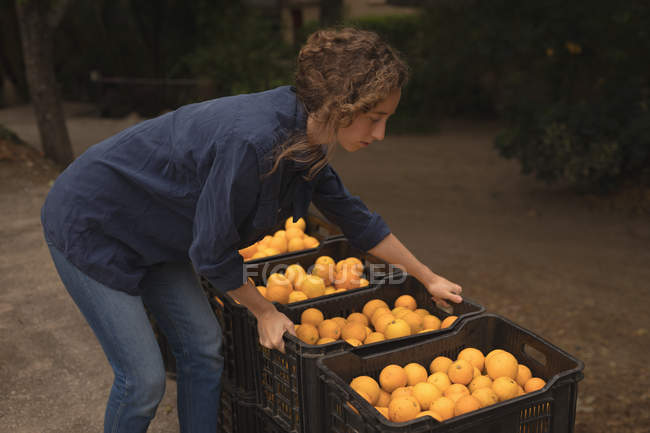 Frau hebt Kiste mit Orangen in der Farm — Stockfoto