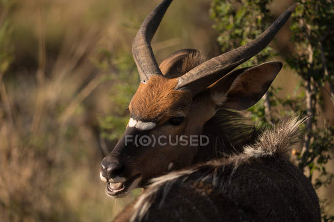 Animal selvagem no parque de safári em um dia ensolarado — Fotografia de Stock
