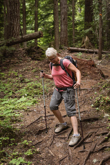 Mujer madura con bastones de senderismo caminando en el bosque - foto de stock