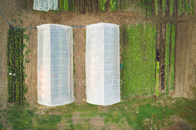 Blick von oben auf Pflanzen, die unter einem kunststoffbedeckten Gewächshaus auf einem Feld angebaut werden — Stockfoto
