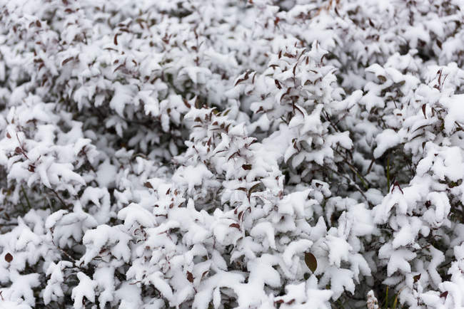 Foglie d'albero coperte di neve durante l'inverno — Foto stock