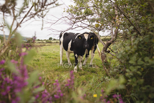 Велика рогата худоба в полі на сонячний день — стокове фото