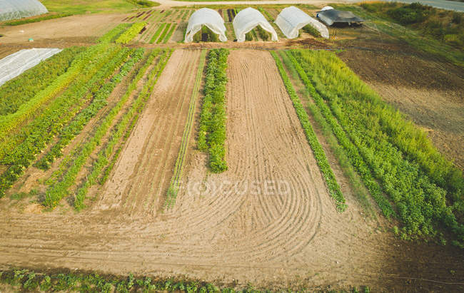 Aérea de plantación de cultivos en la granja en un día soleado - foto de stock