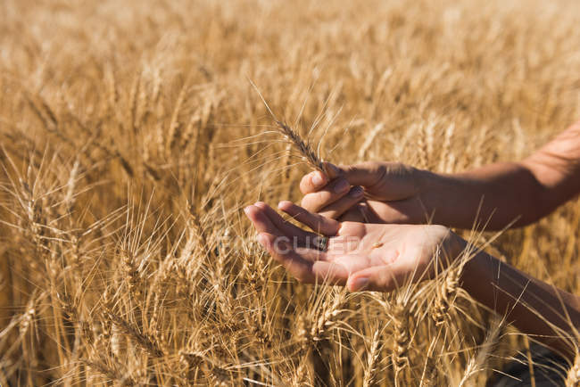 Woman holding wheat crop in field on sunny day — Stock Photo