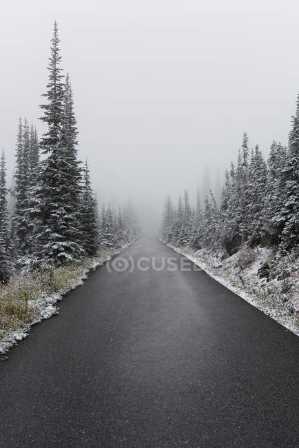 River with snow covered trees on both the sides during winter — Stock Photo