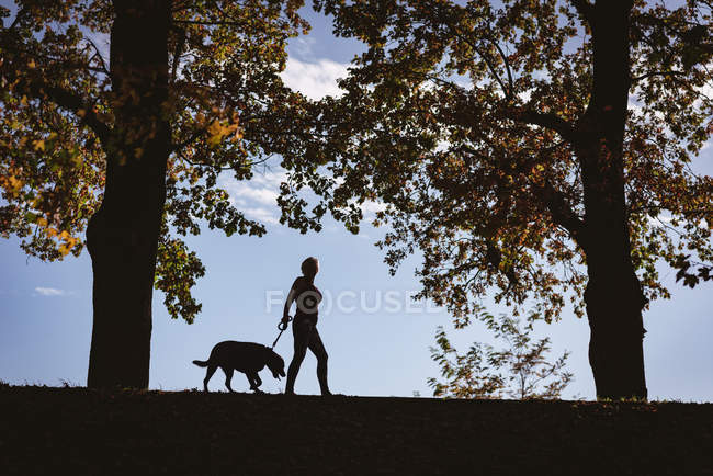 Старшая женщина, гуляющая в парке с собакой в солнечный день — стоковое фото