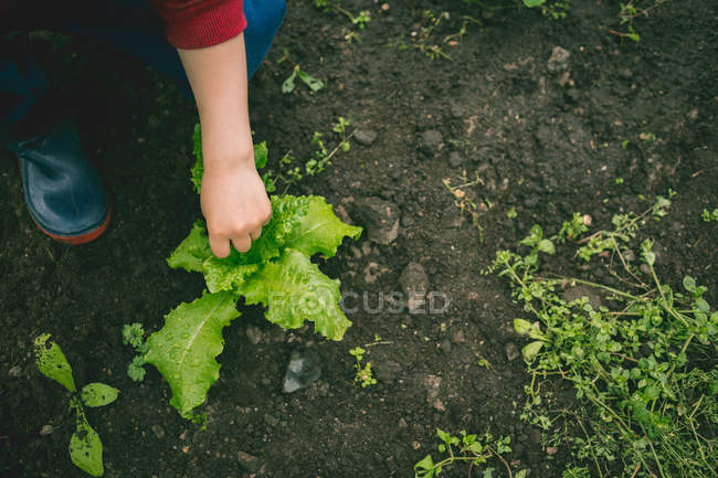 Високий кут зору хлопчика торкається рослини в теплиці — стокове фото