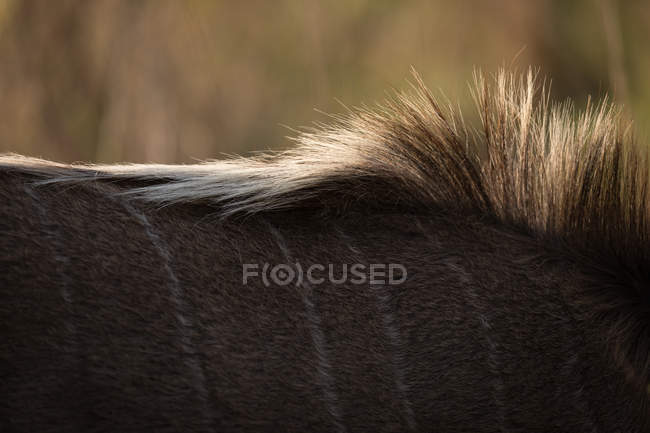 Close-up of wildebeest at safari park — Stock Photo
