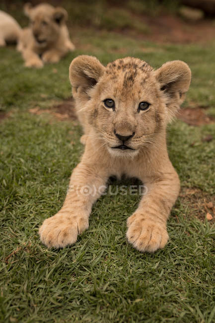 Filhotes de leão relaxando na grama no parque de safári — Fotografia de Stock