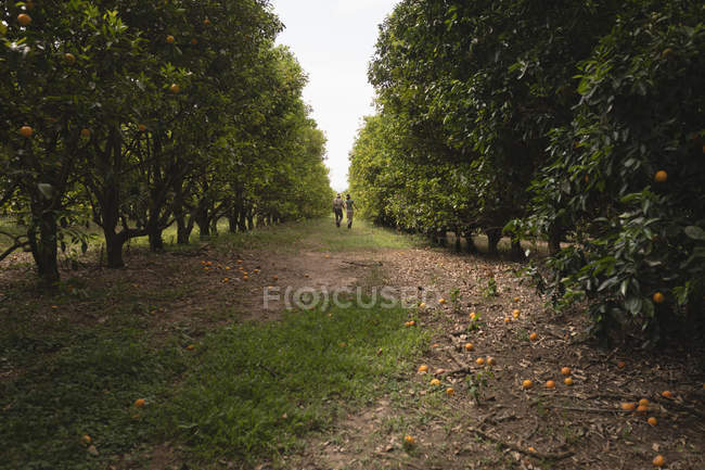 Vista trasera de los agricultores caminando en la granja de naranjas - foto de stock