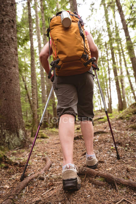 Visão traseira da mulher madura andando com postes de caminhada na floresta — Fotografia de Stock