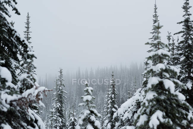 Pino cubierto de nieve durante el invierno - foto de stock