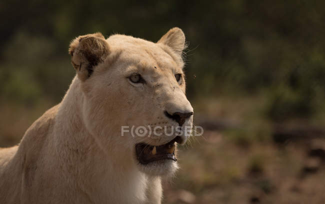 Primer plano de la leona en el parque safari - foto de stock