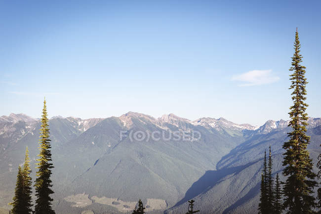 Coniferous tree covered over a mountain at daytime — Stock Photo