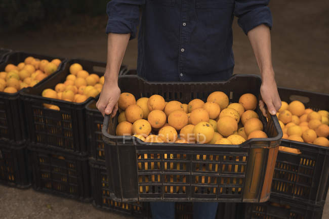 Seção média de mulher segurando caixa preenchida com laranja na fazenda — Fotografia de Stock
