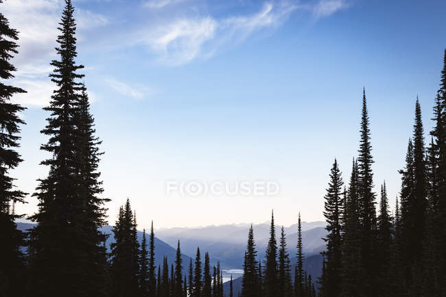 Nadelbaum, der tagsüber über einen Berg bedeckt — Stockfoto