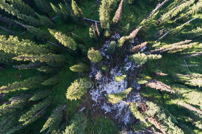 Visão aérea da neve em meio à floresta — Fotografia de Stock