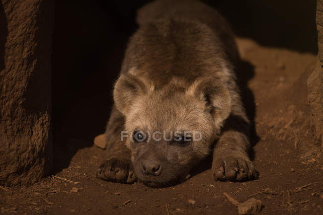 Gros plan de bébé hyène relaxant au parc safari — Photo de stock