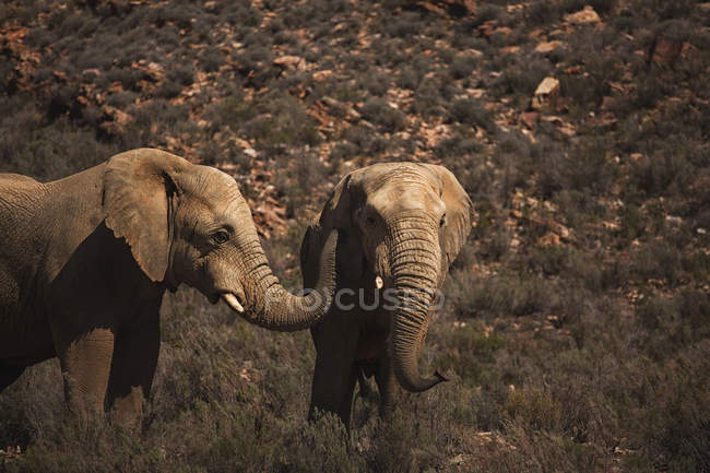 Éléphants sauvages pâturant sur les prairies par une journée ensoleillée — Photo de stock