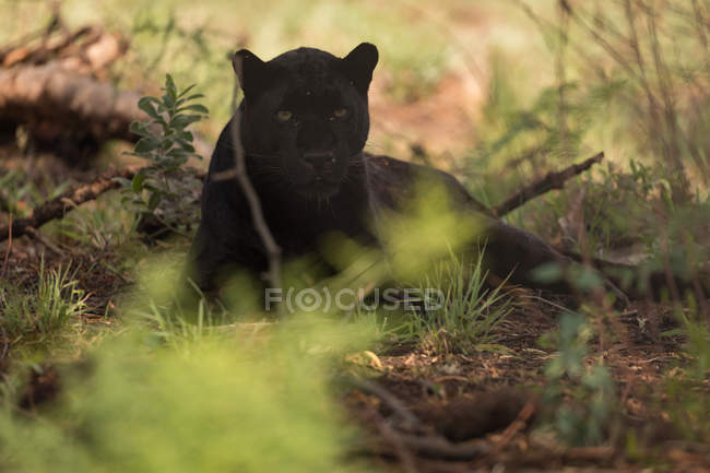 Pantera nera rilassante al parco safari in una giornata di sole — Foto stock