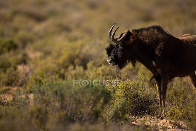 Toro selvatico al pascolo su prati in una giornata di sole — Foto stock
