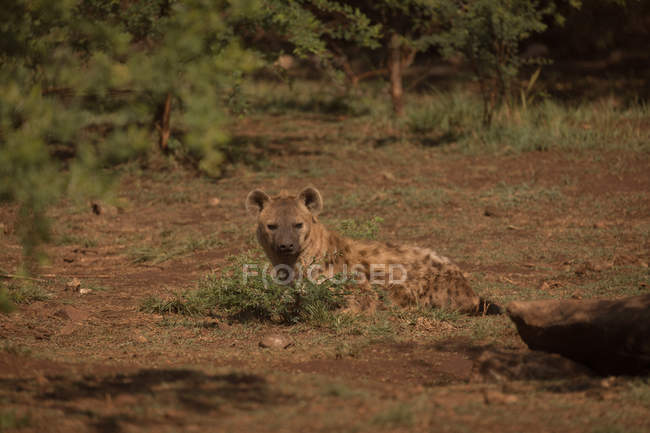 Hyäne entspannt sich an einem sonnigen Tag im Safaripark — Stockfoto