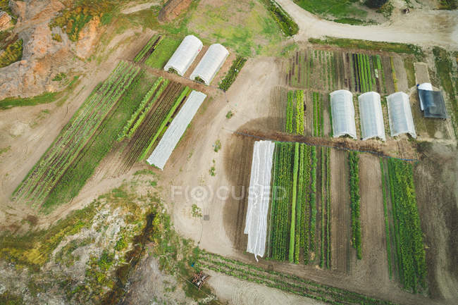 Aérien des plantes cultivées à la ferme — Photo de stock