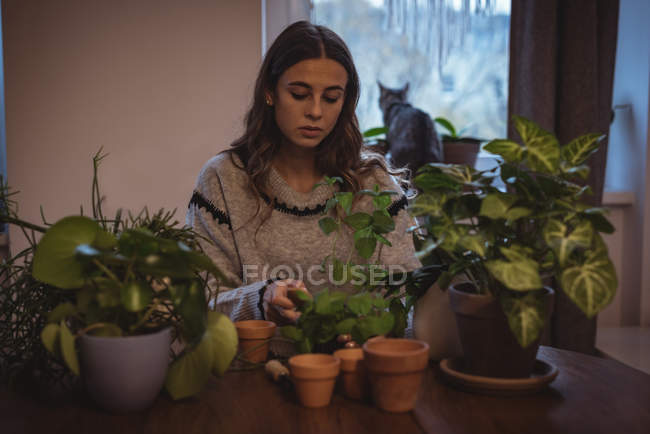 Mulher bonita plantando plantas no pote em casa — Fotografia de Stock