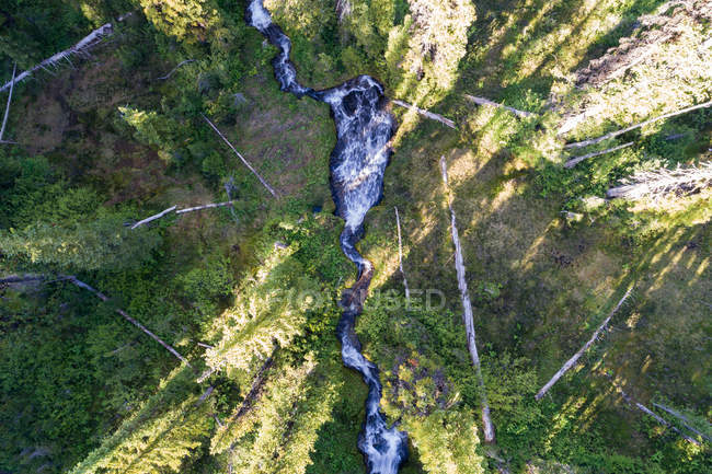 Вид сверху на поток, протекающий через зеленый лес — стоковое фото