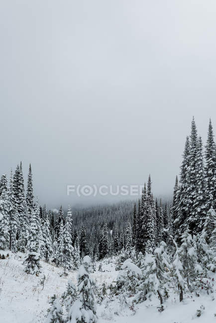 Сосна покриті снігом взимку — стокове фото