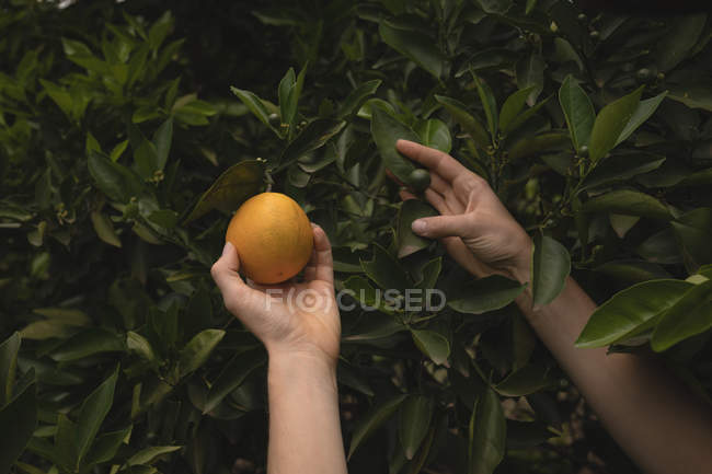 Close-up de mão arrancando laranja na fazenda — Fotografia de Stock