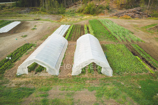 Plantas cultivadas en invernadero en la granja - foto de stock