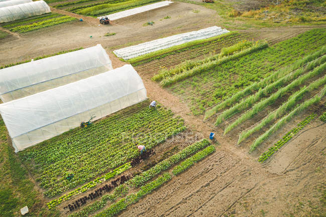 Bauer pflückt an einem sonnigen Tag frische Pflanzen, die auf einem Bauernhof angebaut werden — Stockfoto