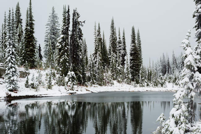 Сніг покритий сосновими деревами і стоячою водою взимку — стокове фото