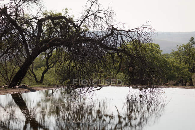 L'uccello tessitore nidifica in un ramo dell'albero al parco safari — Foto stock