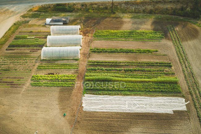 Aérien des plantations dans la ferme par une journée ensoleillée — Photo de stock