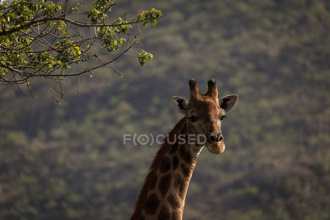 Jirafa en el parque de safari en un día soleado - foto de stock