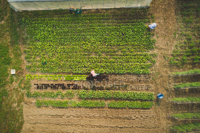 Top view of farmer plucking fresh plants grown in a farm — Stock Photo