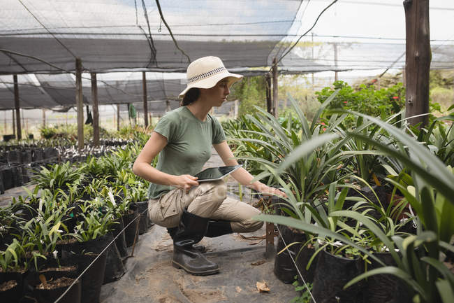 Vista laterale della pianta rifilatura contadina femminile in serra — Foto stock