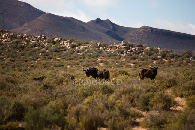 Pâturage de gnous sur les prairies par une journée ensoleillée — Photo de stock