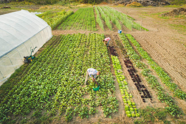 Agricultor arrancando plantas frescas cultivadas en una granja en un día soleado - foto de stock